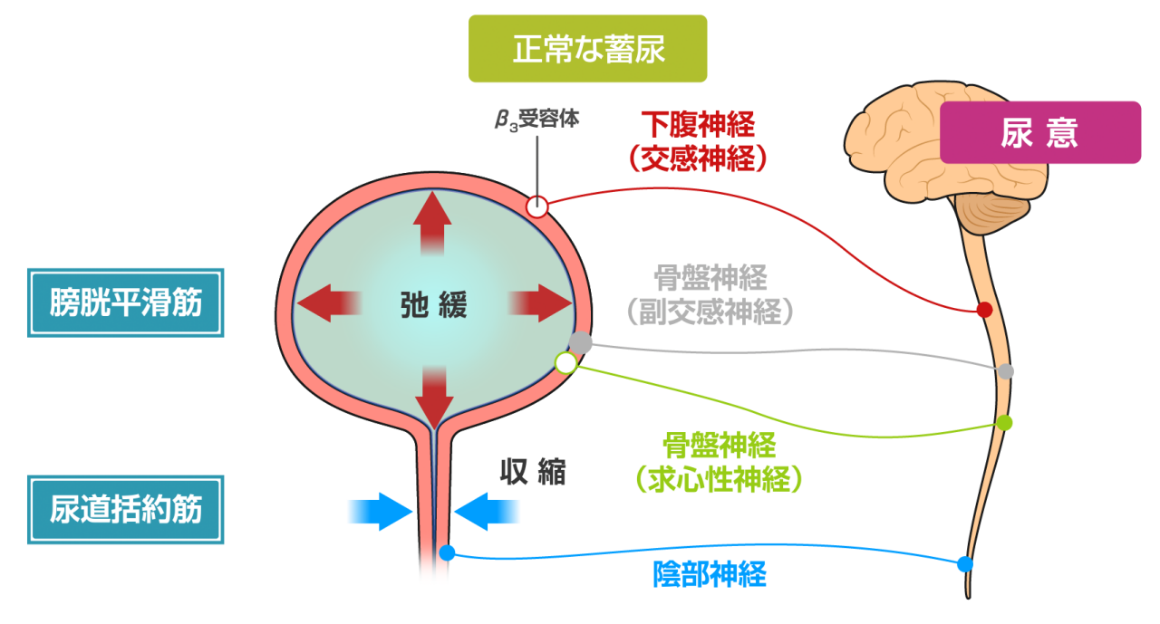 図2　正常時とOAB発症時の膀胱の働き_正常な蓄尿